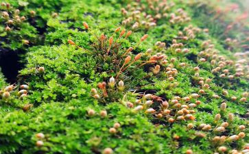 苔的读后感作文800字5篇