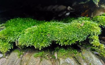 苔的读后感作文800字最新8篇