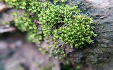 苔的读后感作文800字推荐6篇