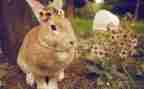 猫和兔科学教案优质5篇