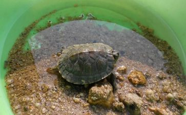 幼儿园养乌龟教案7篇