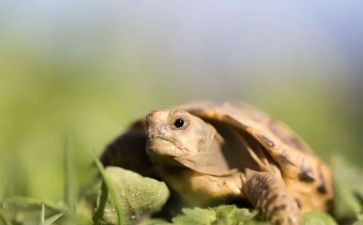 幼儿园养乌龟教案通用8篇