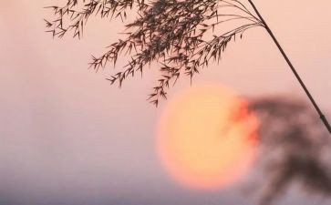骆驼祥子15读后感最新6篇