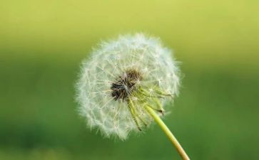 骆驼驼祥子的读后感最新7篇