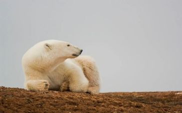 黑熊精读后感最新5篇