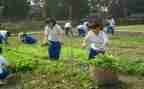 小学农村教师优秀事迹材料7篇