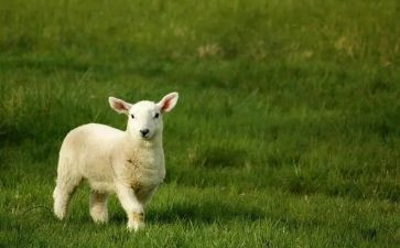 狼和羊的故事教案精选7篇