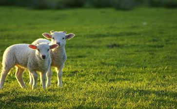 狼和羊的故事教案最新8篇