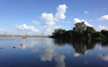 中班绿树叶教案模板8篇