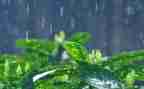 大班关于雨的社会教案6篇