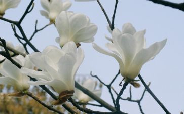 玉兰花玉兰花作文推荐8篇