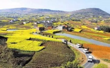对乡村振兴的调研报告5篇
