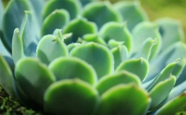 种植物的实习报告6篇