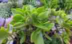 种植物的实习报告模板6篇
