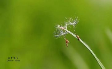 追梦好少年作文最新5篇
