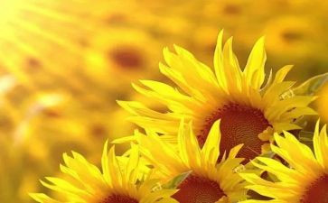 2024追求理想作文通用5篇