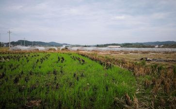 租赁沪牌合同模板推荐8篇
